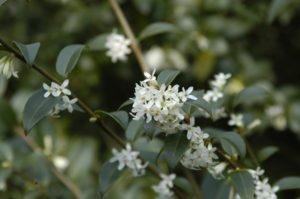 Osmanthus x burkwoodii - Schijnhulst