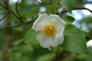 Stewartia pseudocamellia