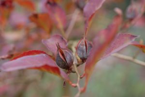 Stewartia pseudocamellia