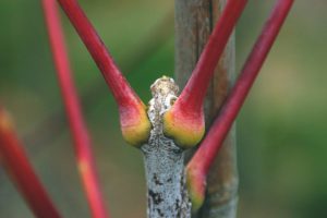 gymnocladus-gydioica