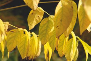 gymnocladus-gydioica