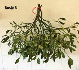 Bos maretak