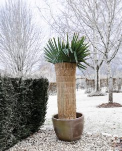 Nature Rijsstro