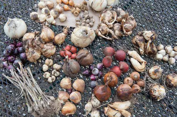 Liefhebbersdagen De Kleine Plantage