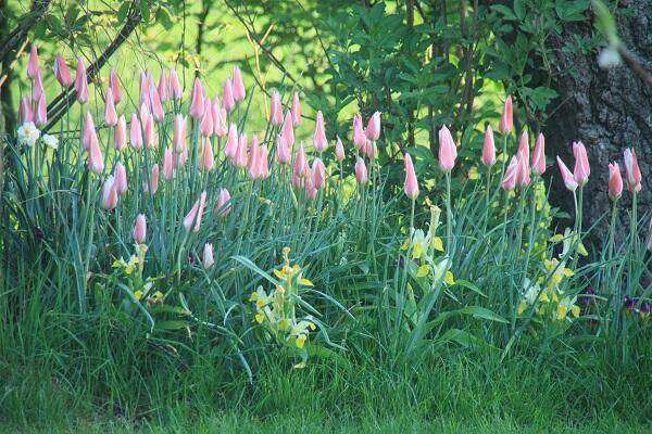 Open tuin Grondig Geniethen 28 april 3 '19