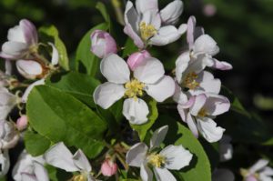 Malus 'Red Sentinel'