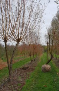 Salix alba ‘Chermesina’ - Gewone wilg