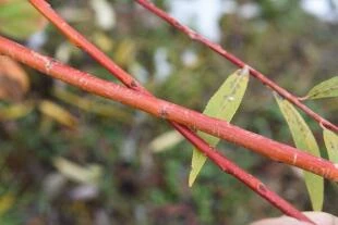 Salix alba ‘Chermesina’ - Gewone wilg