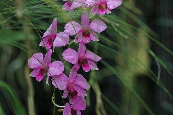 Dendrobium biggibum