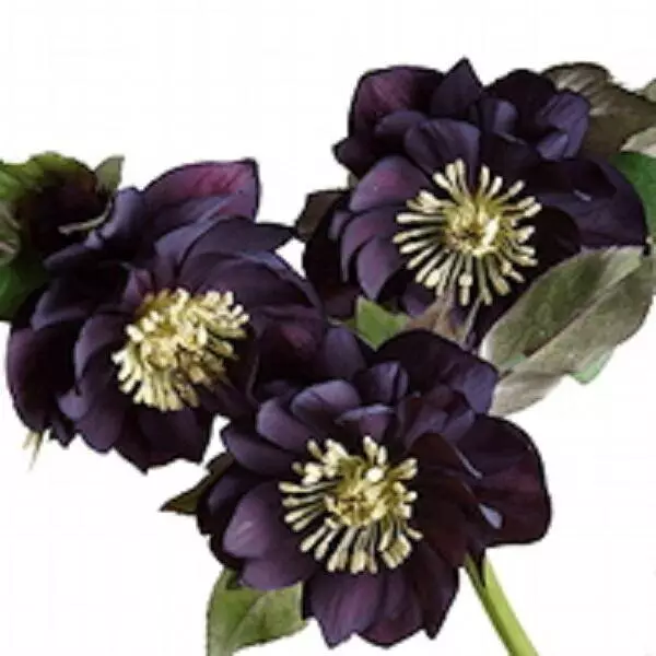 helleborus orientalis black petticoat