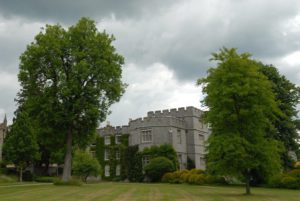 liriodendron-tulipifera Tulpenboom