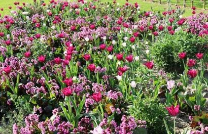 Bollenweelde in Demen