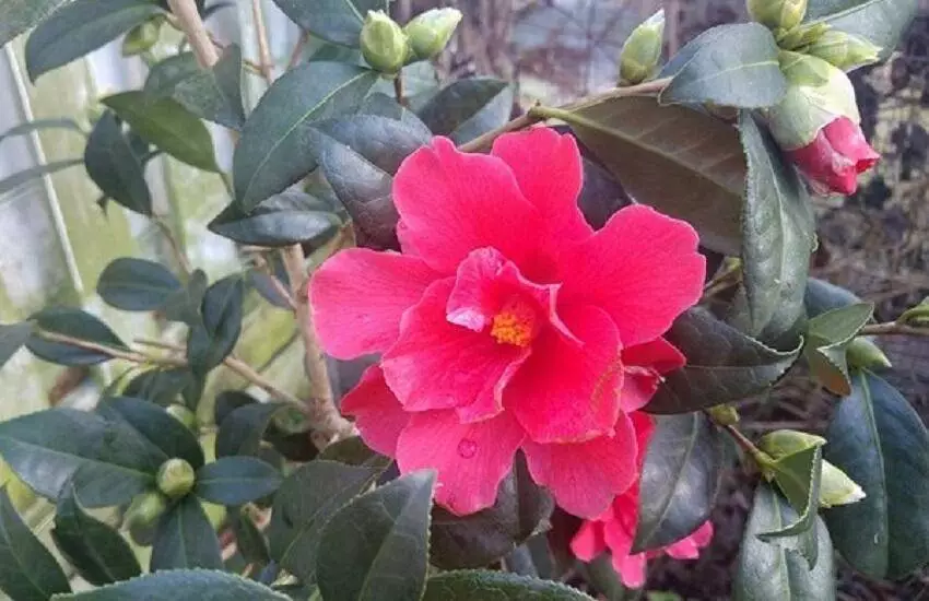 Camelia