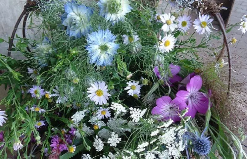 Eenjarige-zomerbloeiers-Kwekerij-van-der-Velde