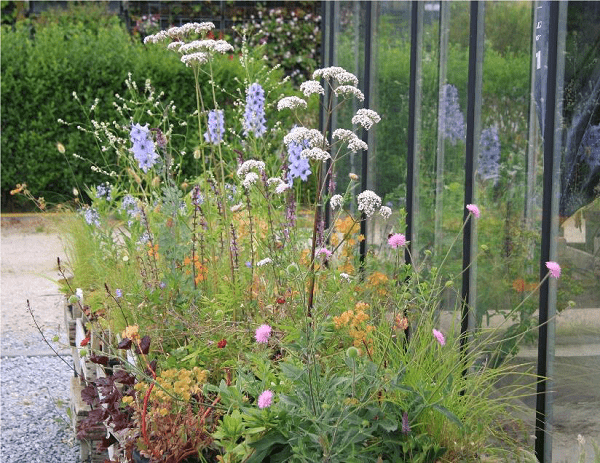 Goede buren Festina Lente tuin