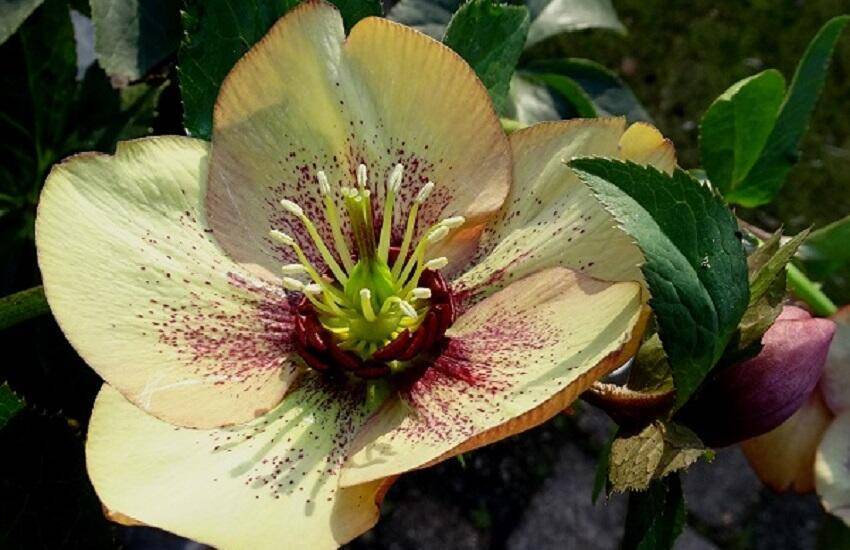 Helleborus-De-Stekkentuin