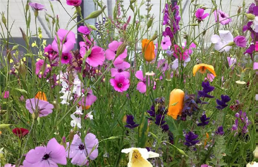Knallende-combinaties-Festina-Lente-Tuin
