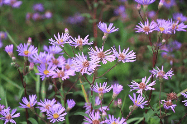 Laatbloeiers Festina Lente Tuin