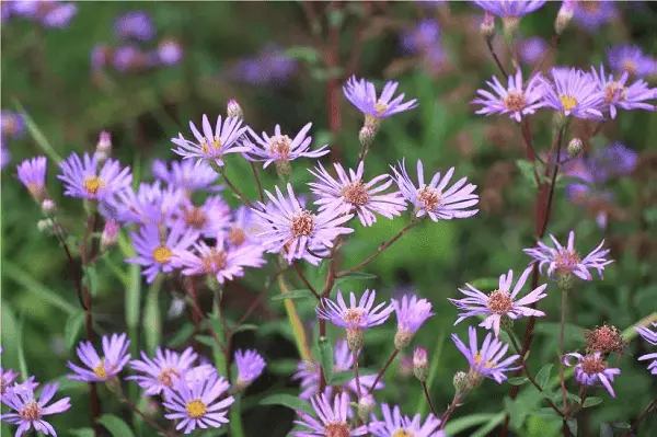 Laatbloeiers Festina Lente Tuin