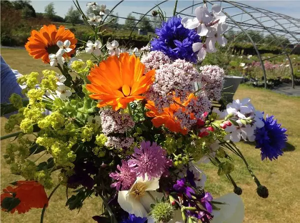 Plukken en plannen Festina Lente Tuin