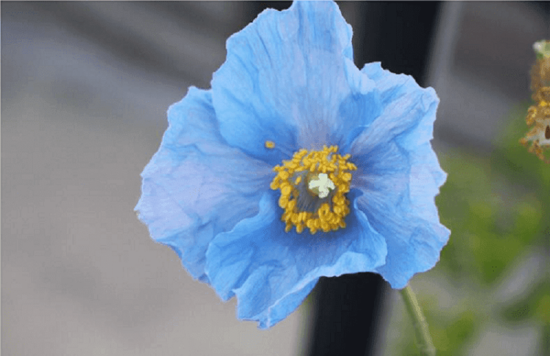 Opening Festina Lente De Tuin in vier seizoenen