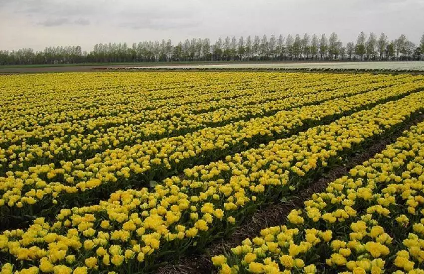 Tukpenroute in de Noordoostpolder