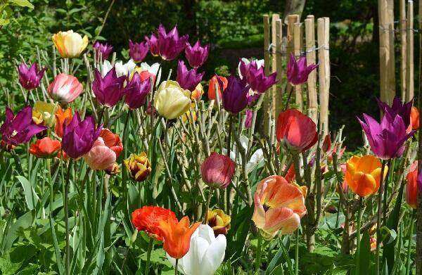 Wubsbos Tulpen