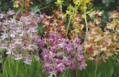 Calanthe