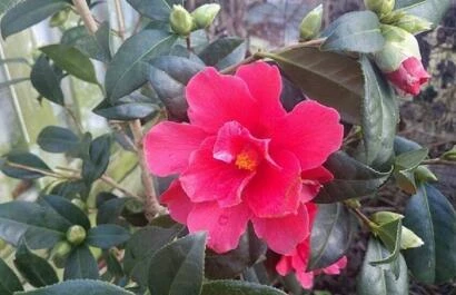 Camelia