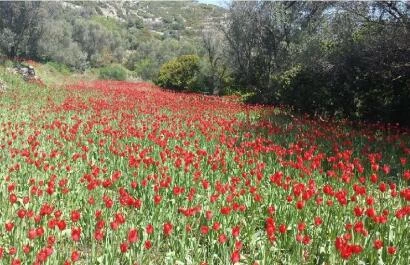 Tulpen op Chios