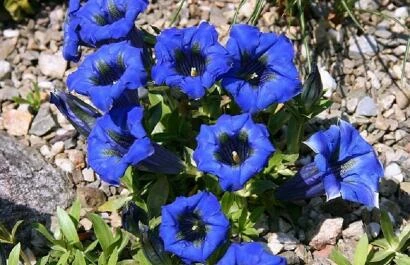 Gentiana angustifolia