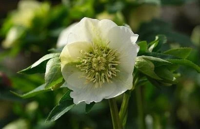 Helleborus Morning Glory