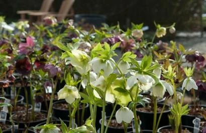 Helleborustijd-De-Kleine-Plantage