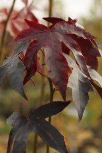 Liquidambar styracif lua