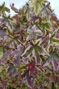 Liquidambar styracif lua ‘Aurea’ krijgt