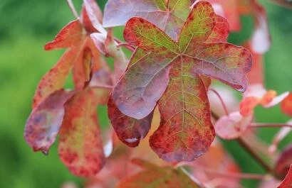 Liquidambar styracif lua ‘Rotundiloba’