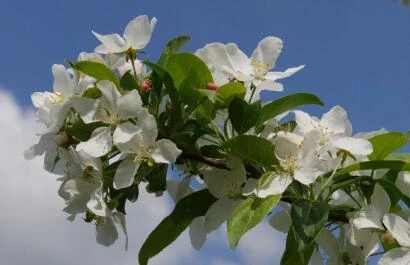 Malus White Angel