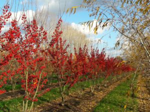 Malus White Angel