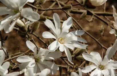 Nationaal Bomenmuseum Gimborn - Magnolia stellata