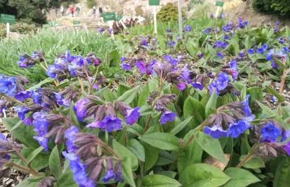 Pulmonaria Blue Ensign