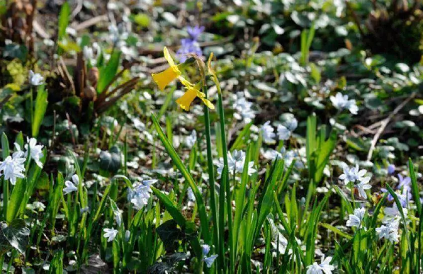 Voorjaarsprikkels De Kleine Plantage