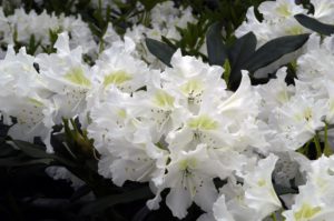 Rhododendron ‘Cunningham’s White’