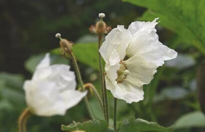 Meconopsis napaulensis x baileyi