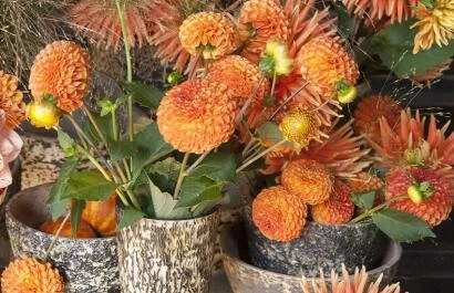 Dahlia De Boschhoeve
