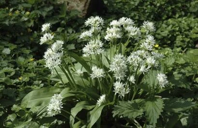 Allium ursinum - Daslook
