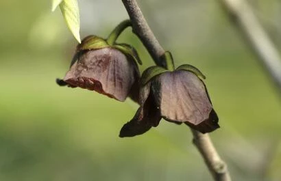 Asimina triloba