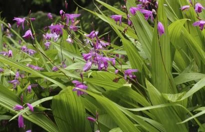 Bletilla striata