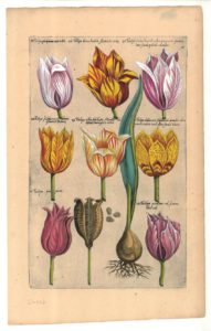 Bollencatalogus Emmanuel Sweerts Museum de Zwarte Tulp Lisse..