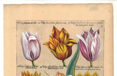 Bollencatalogus Emmanuel Sweerts Museum de Zwarte Tulp Lisse..