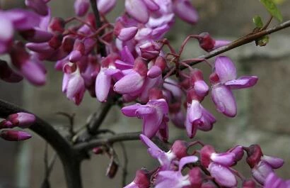 Cercis siliquastrum